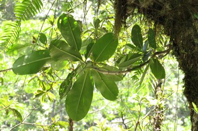 Fagraea berteroana, photographed by coenobita