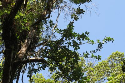 Fagraea berteroana, photographed by coenobita
