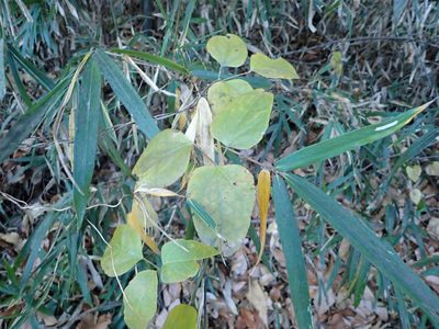 Akebia trifoliata, photographed by Yoshihiro Tokue