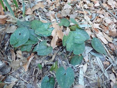 Asarum tamaense, photographed by Yoshihiro Tokue