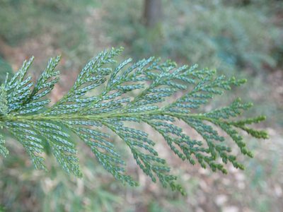 Chamaecyparis pisifera, photographed by Yoshihiro Tokue