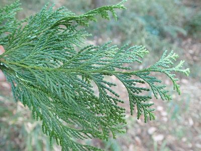 Chamaecyparis pisifera, photographed by Yoshihiro Tokue