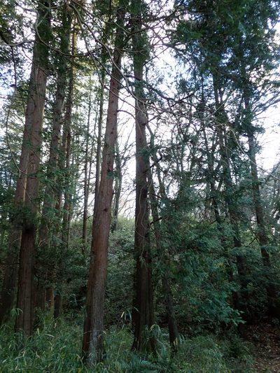 Chamaecyparis pisifera, photographed by Yoshihiro Tokue