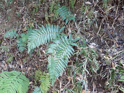 Polystichum polyblepharon, photographed by Yoshihiro Tokue