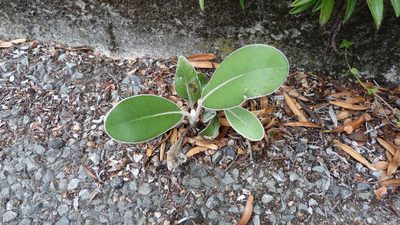 Pachystegia insignis, photographed by Colin Meurk