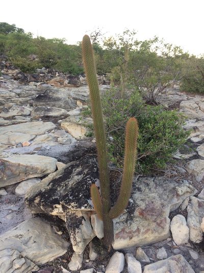 Facheiroa squamosa, photographed by B. Phalan