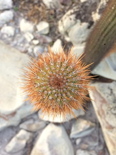 Facheiroa squamosa, photographed by B. Phalan