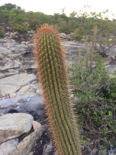 Facheiroa squamosa, photographed by B. Phalan