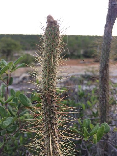 Facheiroa bahiensis, photographed by B. Phalan