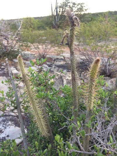 Facheiroa bahiensis, photographed by B. Phalan
