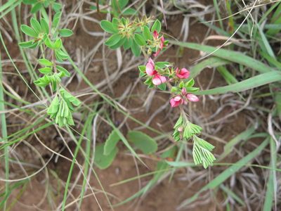 Indigofera crebra, photographed by Lutendo Mudzielwana