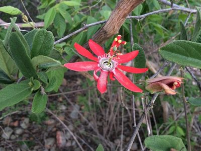 Passiflora luetzelburgii, photographed by B. Phalan