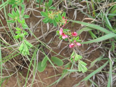 Indigofera crebra, photographed by Lutendo Mudzielwana