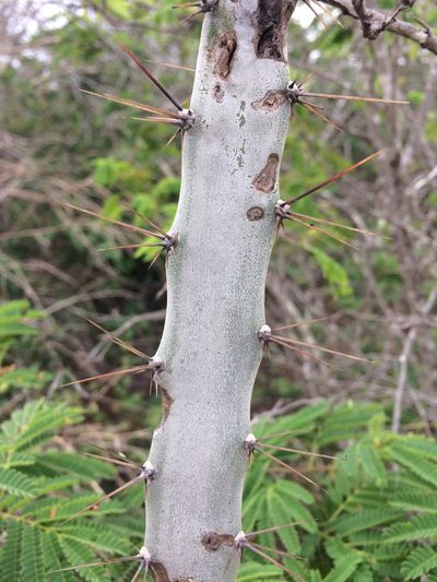 Cereus albicaulis, photographed by B. Phalan