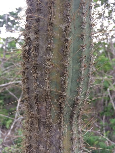 Arrojadoa leucostele, photographed by B. Phalan