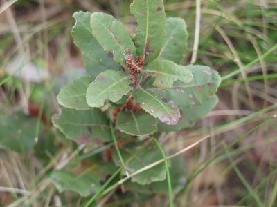 Myrica brevifolia, photographed by Lutendo Mudzielwana