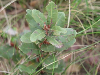 Myrica brevifolia, photographed by Lutendo Mudzielwana