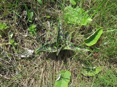Ledebouria floribunda, photographed by Lutendo Mudzielwana