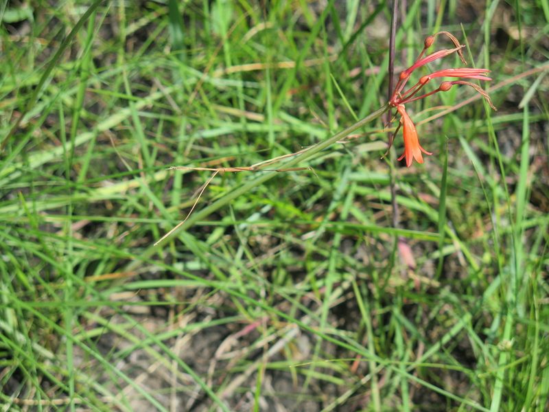 Cyrtanthus brachyscyphus, photographed by Lutendo Mudzielwana