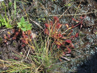 Drosera nidiformis, photographed by Lutendo Mudzielwana