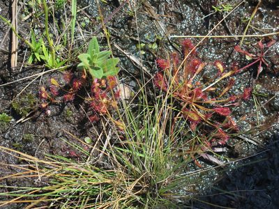 Drosera nidiformis, photographed by Lutendo Mudzielwana