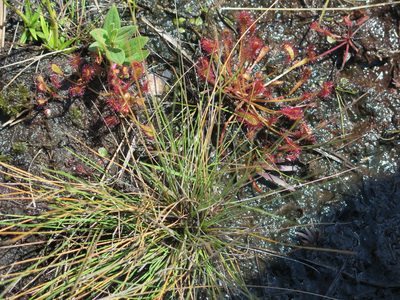 Drosera nidiformis, photographed by Lutendo Mudzielwana