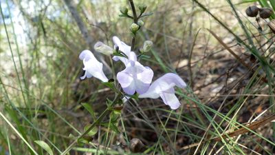 Scutellaria arenicola, photographed by Valerie Anderson