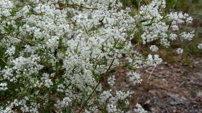 Polygonella polygama, photographed by Valerie Anderson