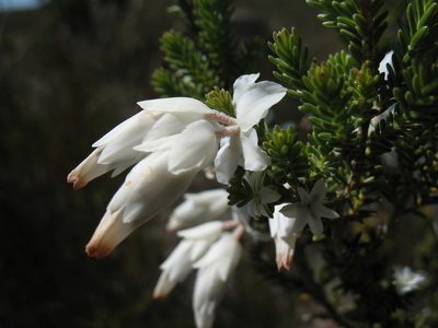 Erica monsoniana, photographed by Michael D. Pirie