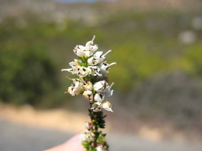 Erica floccifera, photographed by Michael D. Pirie