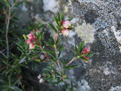 Erica obtusata, photographed by Michael D. Pirie