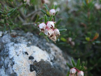 Erica obtusata, photographed by Michael D. Pirie