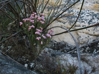 Erica brevifolia, photographed by Michael D. Pirie