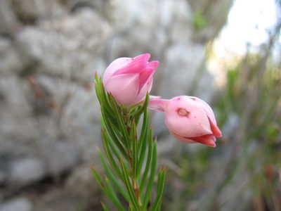 Erica holosericea, photographed by Michael D. Pirie