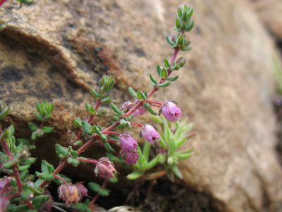Erica planifolia, photographed by Michael D. Pirie