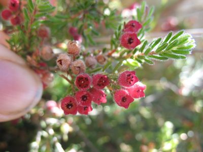 Erica haematocodon, photographed by Michael D. Pirie