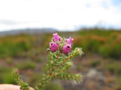Erica clavisepala, photographed by Michael D. Pirie