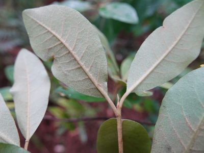 Pittosporum ellipticum, photographed by Jacqui Geux