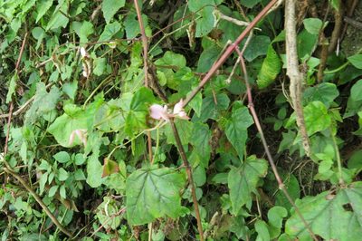 Begonia dregei, photographed by Peter Warren