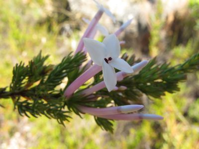 Erica infundibuliformis, photographed by Michael D. Pirie