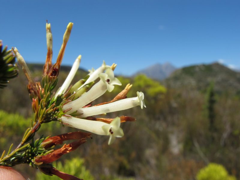 Erica cylindrica, photographed by Michael D. Pirie