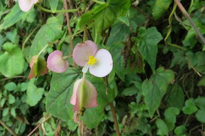 Begonia dregei, photographed by Peter Warren