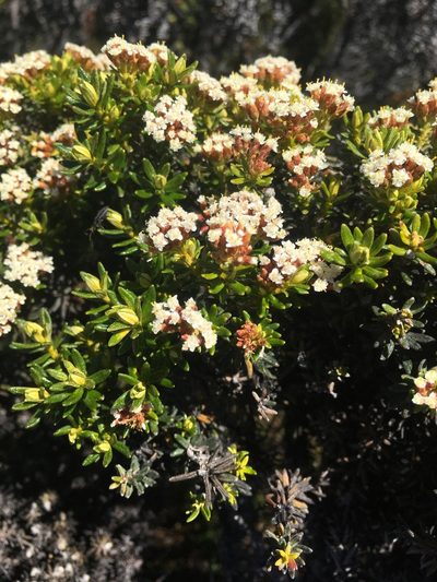 Ozothamnus ledifolius, photographed by Miguel de Salas