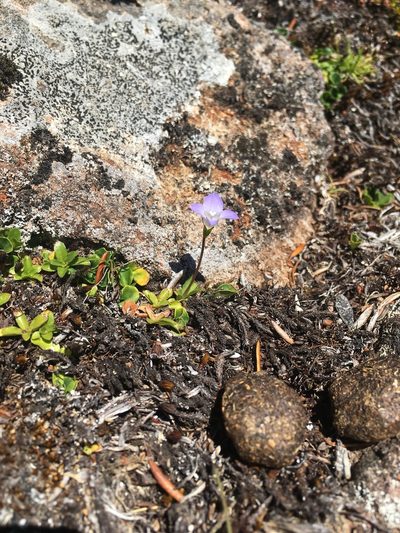 Wahlenbergia saxicola, photographed by Miguel de Salas