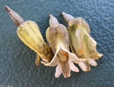 Gastrodia molloyi, photographed by Alice Shanks