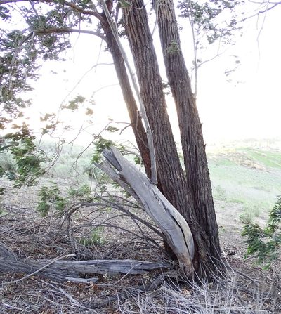 Eucalyptus sideroxylon, photographed by Jesse Rorabaugh