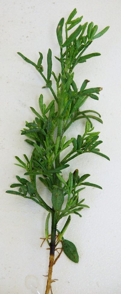 Psoralea muirii, photographed by Charles Stirton