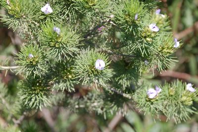 Psoralea muirii, photographed by Charles Stirton