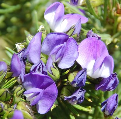 Psoralea brilliantissima, photographed by Charles Stirton