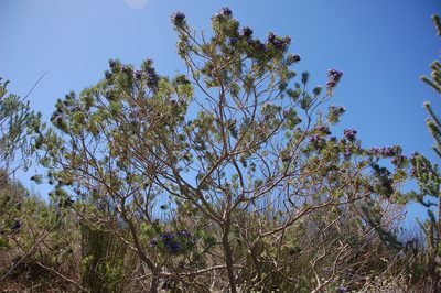 Psoralea brilliantissima, photographed by Charles Stirton